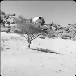 نومن هنين#اكسبلور_تيك_توك_المشاهير #لايك_متابعه_اكسبلور #fypシ゚viral🖤tiktok #fypシ゚ #fypシ゚viral #fypシ゚viral 