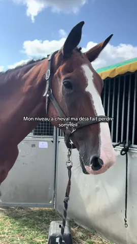 #horse #cavalier #pourtoii #equitation #cheval #fyp 