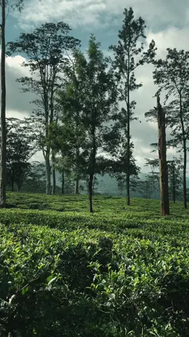 දකින්න ආසම තැන්.... #මහවැස්සක්_බිමට_හෙලා🥶🌨️🌬️ #මහවැස්සක්බිමටහෙලා #විසකටුඇනීආතුරවුසිතටමගේ💔 #mahawessakabimatahala❤️ #mahawessakbimatahela #mahawessakdayanwitharana #mahawessakbimatahala #naturevibes🌿 #naturevibeinsrilanka #madolsima #madolsima_🇱🇰 