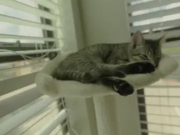 my girl look just like albert einstein 😭😭 #aftereffects #aftereffectsedit #velocityedit #gyatt #cat #meow #queef 