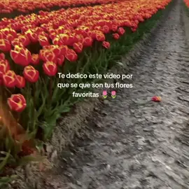 #flowers #tulips 