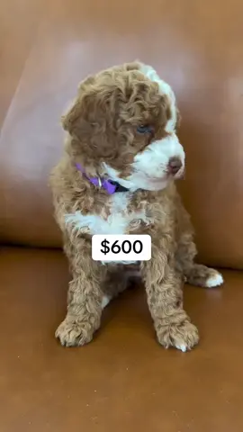 Message us for more details on our puppies. . . #toypoodle #poodle 