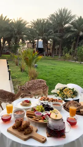 @lavayettefarm اكتشفوا رفاهية الاستجمام وسط الطبيعة الخلابة في شاليهات ومزرعة لاڤاييت الفاخرة، حيث الراحة تلتقي بالجمال. استمتعوا بإقامة لا تُنسى بين المساحات الخضراء الواسعة، مع منطقة ألعاب مخصصة للصغار والكبار، ومسابح فاخرة تنعش أيامكم. وعشاق الطبيعة؟ بين أحضان المزرعة، تلاقون أجمل الحيوانات الأليفة من غزلان، خيول، وبط، تضيف جوًا من السحر والهدوء. لڤاييت صممت لكم بكل تفاصيل الرفاهية والخصوصية، لتكون ملاذكم المثالي للهروب من صخب الحياة. احجزوا الآن واستمتعوا بتجربة فريدة حيث الرفاهية والطبيعة في مكان واحد  🌟إعلان