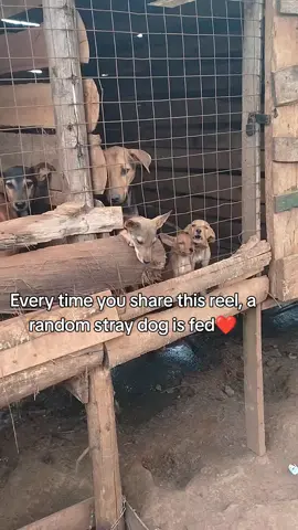 please our dear friend we completely out dogs of on the shelter 😭 please with any help donate via PayPal link in bio. we highly welcome and appreciated anything donation may God bless you #dogoftiktok #animallover #vegan #supportshelter 