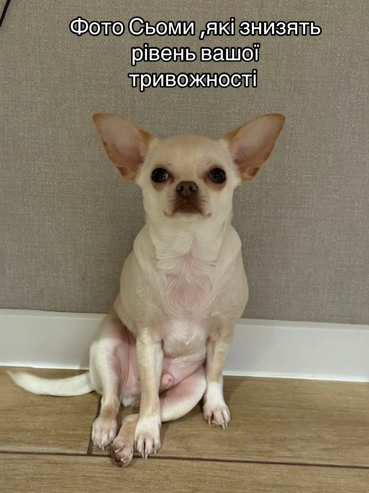 #чіхуахуаукраїна #puppylove #puppydog #чихуахуа #чіхуахуа 