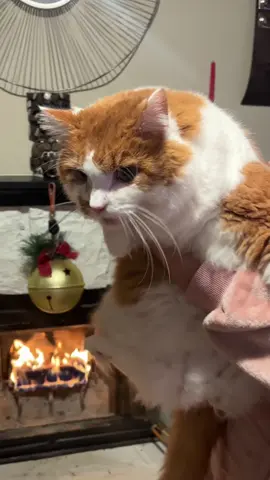 Throwback video with this trend #cat #trend #viral #fyp 