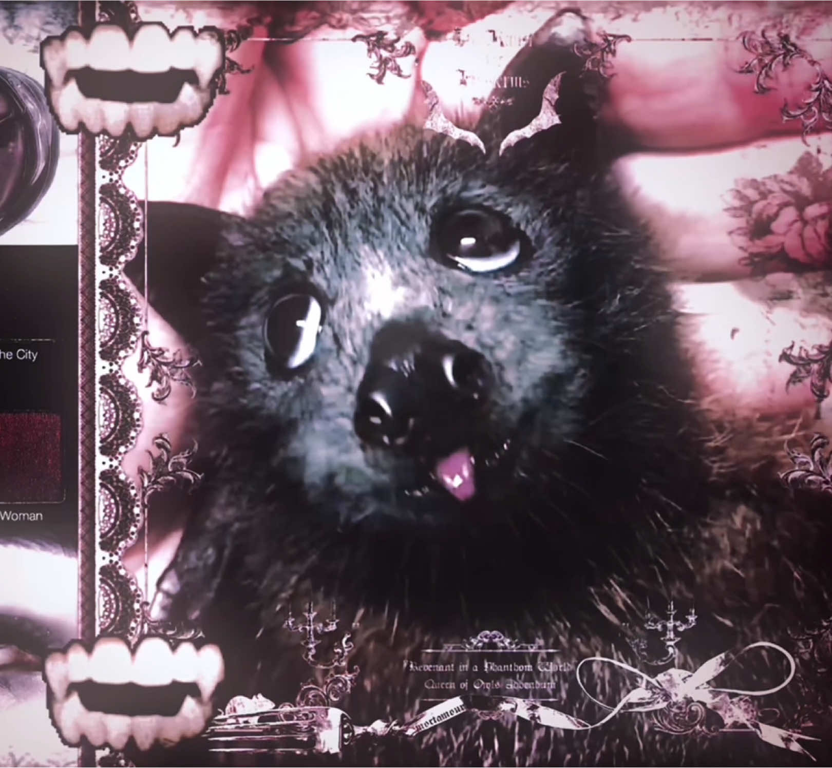 𐔌՞. .՞𐦯 my spirit animal #memories #tumblr #dollette #kawaiicore🔪🎀 #2000s #morute #pastel #cutecore🐾🦴🎀🍮 #coquette #pinterest #moodboard #fyppppppppppppppppppppppp #gothic #vampire #bat #repost #core #fyppppppppppppppppppppppp #rec #gloomy 