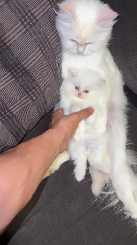 #foryou #viral #foryoupage #cat #fyp 