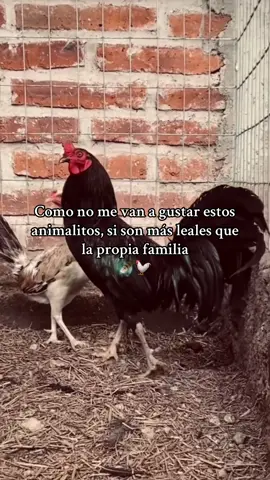 #fbyツ #gallos 