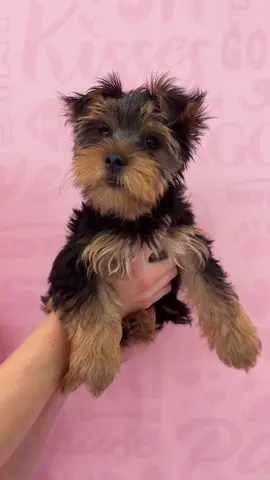 Got called pretty today….. pretty sure they’re obsessed with me 💅💕💅 #wagglescharlotte #puppy #yorkie #baby #Love #fyp #yorkiesass 