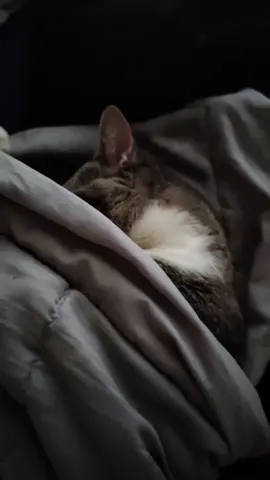 #cuddle #snuggle #kitty #soulanimal #perfect