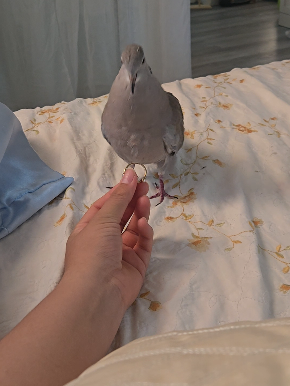 I thought doves were peaceful 😔#petbird #PetsOfTikTok #fyp #dove #petdove #birdsoftiktok #foryou 