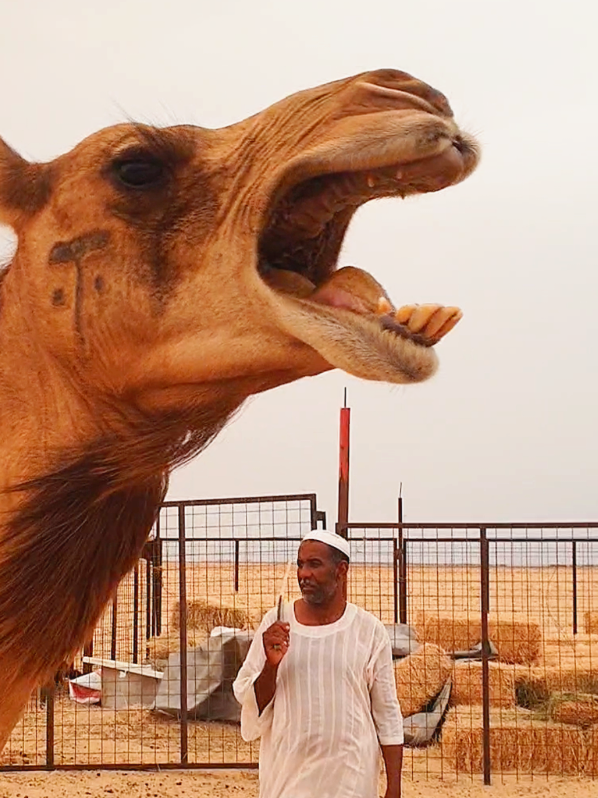 When your friend exactrates laugh in public😆😆#humor #funnyvideos #funnyanimals #🤣🤣🤣 