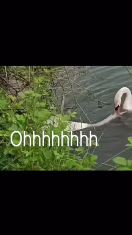 #ibetonlosingdogs #mitski #fyp#swan #iloveyouv #iloveyou #lovelikeaswan🤍 #swanlake #swanlove #greif #imissyousomuch 