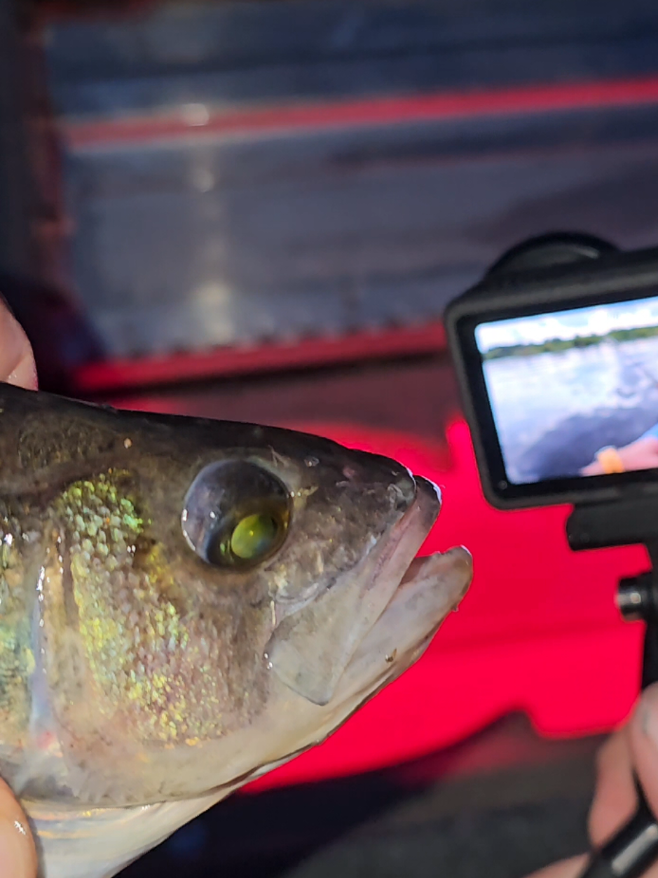 Техника безопасности рыбе. #Рыбалка #cope #fishing #видео 