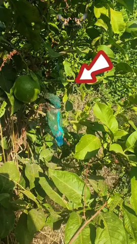 This bird's super speed always lands him in trouble 😅 What type of bird is it? 🤔