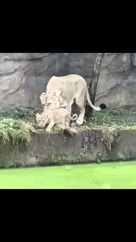 #wildlife #nature #lion #fy #fypシ゚viral 