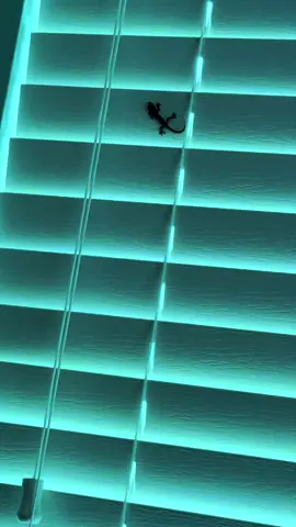 No lizards were harmed in the making of this video…but after…#lizard #disco #fyp #bye #floridalife 
