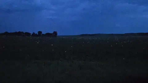 have you ever seen something soo stunning as millions of fireflies over a Midwestern prairie #bringbackthebison #bringbacktheprairie 