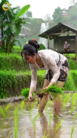 Menanam Padi Di Sawah Saat Hujan Deras #rainsoundsforsleeping #rain #fyp #viral #ai 