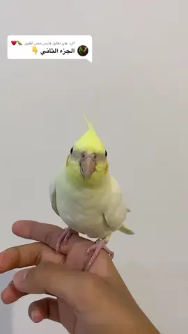 #في هذا اليوم 