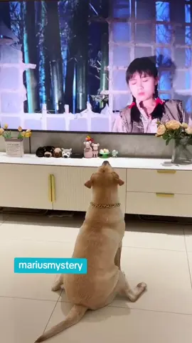 se anunță râs cu lacrimi🤣🤣🤣🤣🤣🤣