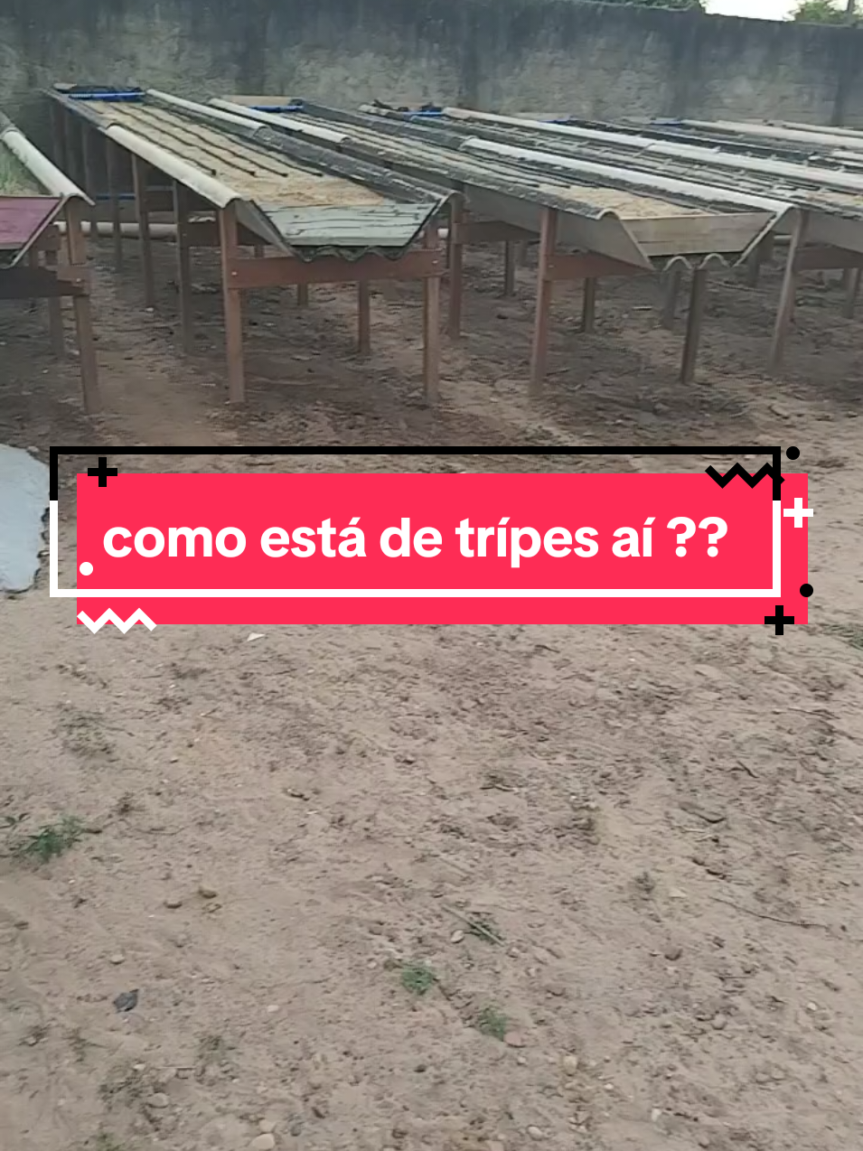 dica pra combater o tripes  #verdura #alface #orta #hidroponia #bancada #nutrientes 