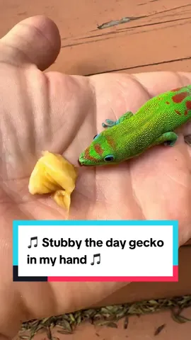 Stubby the day gecko in my hand 🎵