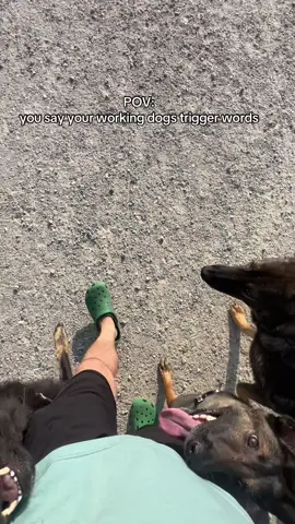 They’re always listening #fyp #dogsoftiktokviral #germanshepherd #belgianmalinois #k9 