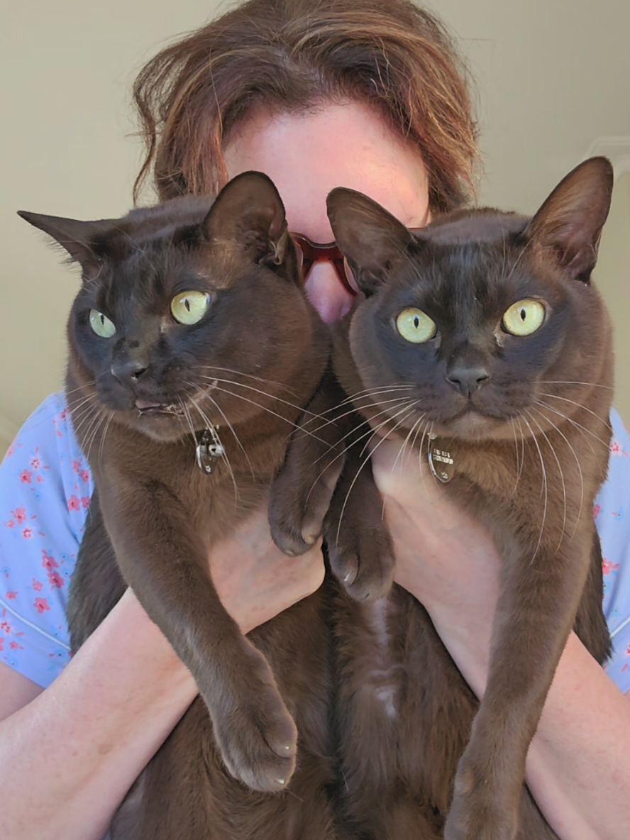 Bird Hunting. 🐦 🐦‍⬛ 🦜 🙅‍♀️😻😻 #burmesecat #kittycat #burmesebrothers #cat #catsoftiktok 