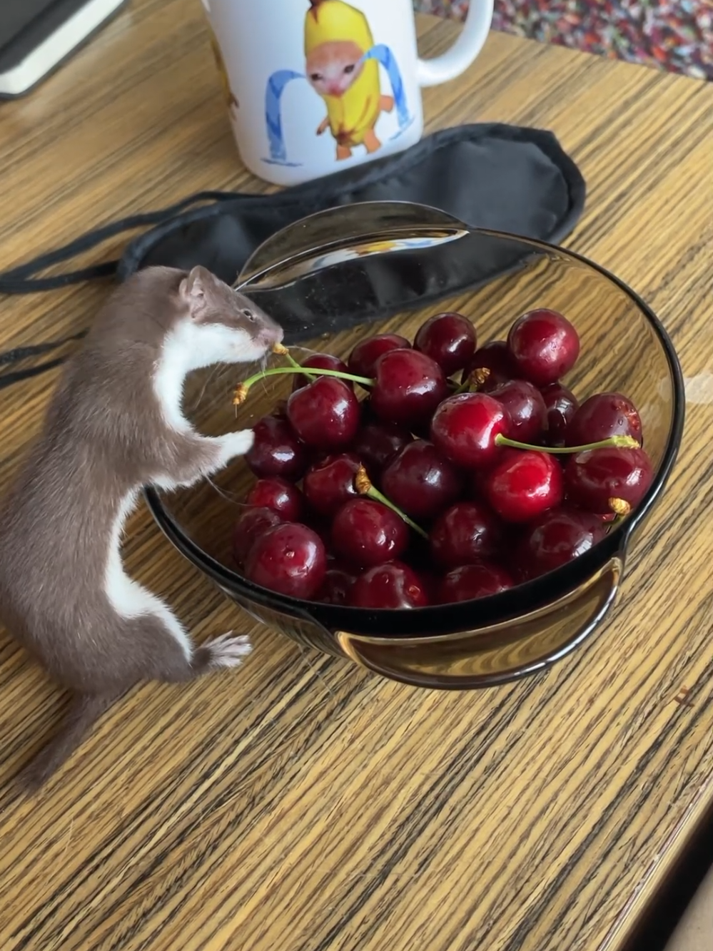 cherry shani 🐾😅 #weazel #shanispaws #hunter #pet 