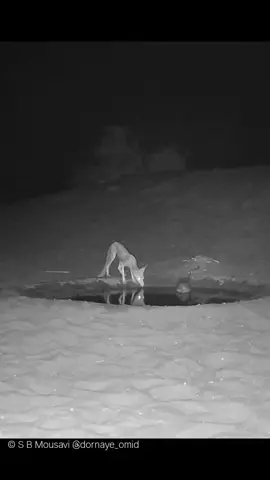 غزال و ثعلب يقفون جنب بعض بدون خوف#اكسبلور_فولو #اللهم_صل_وسلم_على_نبينامحمد 