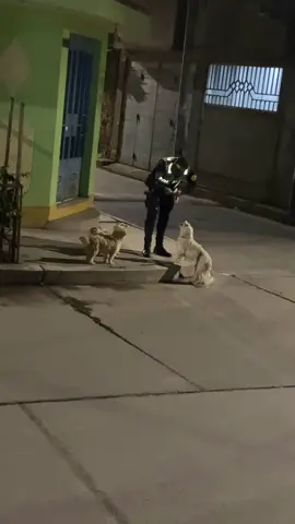 #perritostiernos ❤️🇵🇪