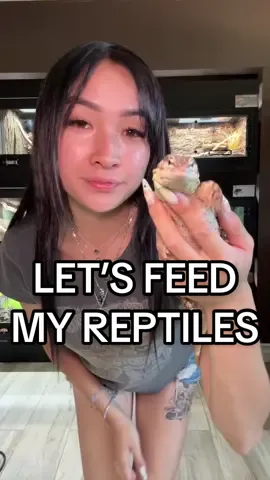 Let’s feed my reptiles🦎 #reptilesoftiktok #reptile #reptilezoo