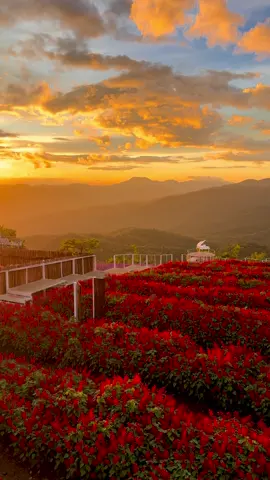 แสงสุดท้าย ก่อนตะวันจะลับขอบฟ้า #ยิ่งยงสวนดอกไม้ #yingyongflowergarden #thailand #ไทยแลนด์ #ม่อนแจ่ม #เชียงใหม่เจ้า #แม่ริม #ดอกไม้ #เที่ยวเชียงใหม่ #ทะเลหมอก #หมอก #แม่ริมเชียงใหม่ #เชียงใหม่ #สวนดอกไม้ #พระอาทิตย์ตก #แสงสุดท้าย 