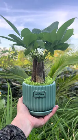 CÂY KIM NGÂN mang lại may mắn thành công và thịnh vượng