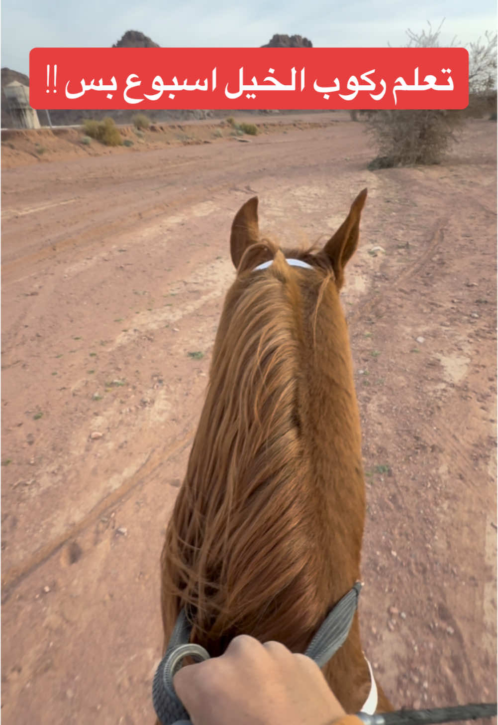 حاجز الخوف اذا كسرته بالتدريب الصح خلاص كل شي يسهل عليك دربته اسبوع والحين يسابقني ماشاءالله ❤️❤️ .#tiktok #explore #foryoupage #viral #خيل_وخياله🐎 #حايل #capcut 