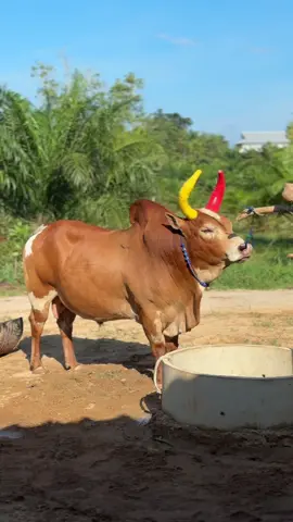 💙 #ค่ายโคเพชรบุญมี💎 #นายกแอ๊ดสวีชุมพร 