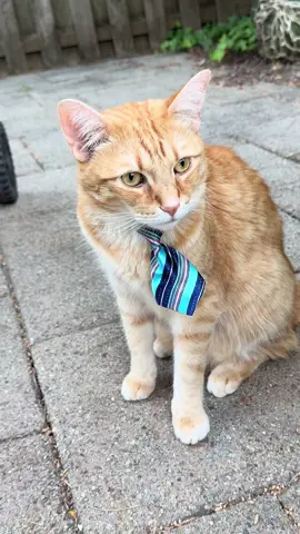 He’s reaction at the end of the video 🤣 #catsoftiktok
