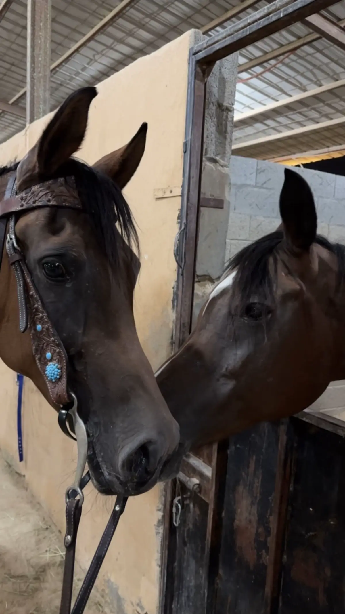 #2025  #fyp  #خيل_وخياله🐎  #اكسبلور  #explore  #foryou  #ميدان_الفروسية_الاحساء  #جبل_الاربع  