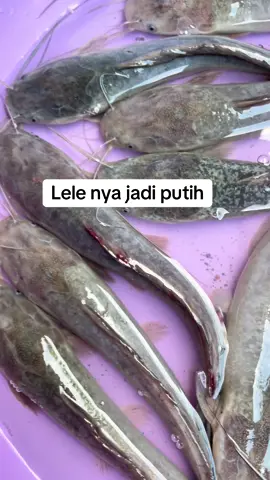 🧐😳 #ikanlele #lele 