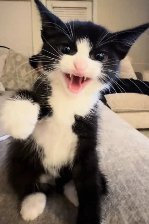 Angry kitten 🐈‍⬛ #cat #haha #pets#funny #funnyvideos #fyp #tiktok #cute 