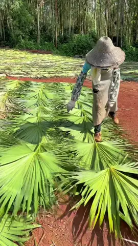 We are not selling products to you, but take natural beautiful things and happy life to you! Enjoy the nature together! #3hlink #Lavender #palmleaves #driedflowers #3hlinkflower #preservedflower #bohodecor #pampasgrass #hydrangea #homedecor #weddingdecoration #babybreath #handmadecrafts #hoteldecor #luxurydecor #flowerbouquet #flowerboxes #flowerbouquets #hydrangeas #christmasdecor #christmasflowers #preservedtree #witchbroom #christmas #driedflowerwholesale #cassiacinnamon #amarantus #willowbranch #minihaybales #decorhaybales 