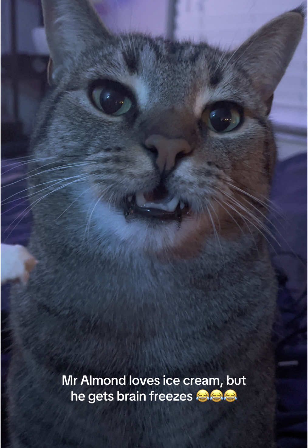 And he will keep begging for ice cream, no matter how many brain freezes he gets lol #cat #catsoftiktok #icecream #cute #cutecat #fyp #foryoupage #trending #kitten #kitty #derp 