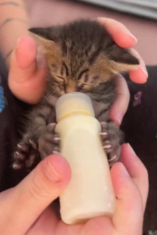 Kittens love milk🥰🥰 #cat #funny #cute #funny videos #foryou #kitten 
