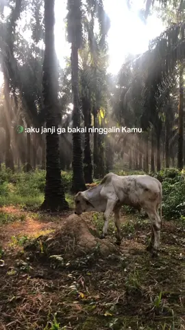 🐊:aku beda dari yang lain#pengembalasapi #fyp #viral #fypviral #sapi #pengembala 
