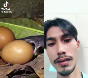 อันนี้งูมันจะโอมไข่ได้งัยวาะะ😭 #tiktok #ฟีดดดシ #TECNO #พม่างง 