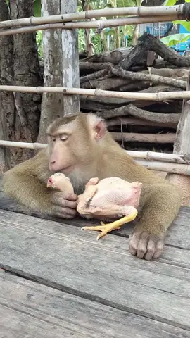 #PetMonkey #FunnyAnimals #MonkeyVideos #MonkeyDaily #PaidPartnership #LIVEIncentiveProgram #LIVEStory 