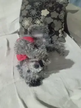 #tiktok #pets #garotasapoiamgarotas💝🎀✨️ #viraltiktok #campinas 