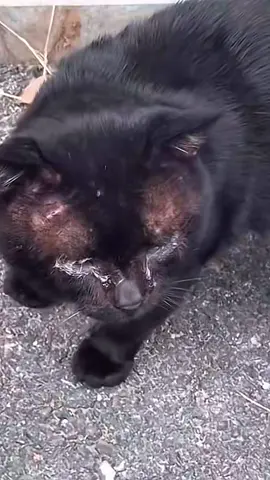 #poorcat #cat #catlover 